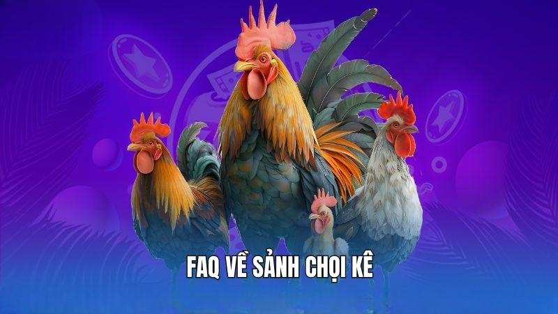 FAQ về sảnh chọi kê